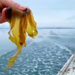 a hand holding kelp on a moving boat