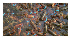 photo of many banded lobsters in shallow water