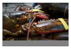 close up of banded lobster