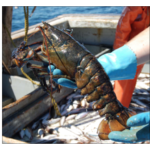 lobster held in gloved hands