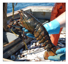 lobster held in gloved hands