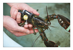 lobster with scientific equipment strapped to body