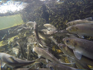 still underwater shot of sea run fish swimming in an enclosure