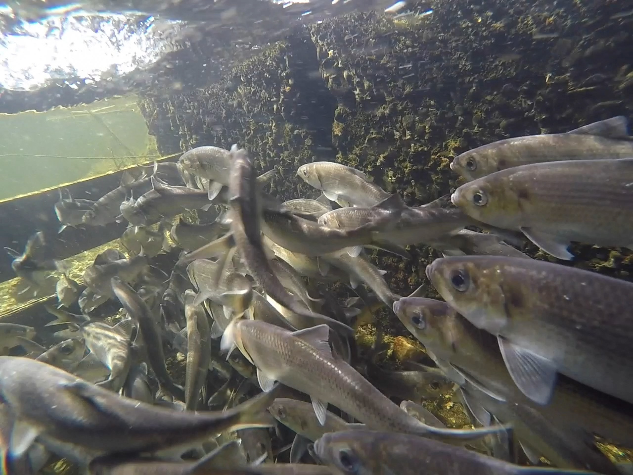 still underwater shot of sea run fish swimming in an enclosure