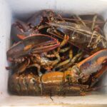 lobsters in a box, decorative