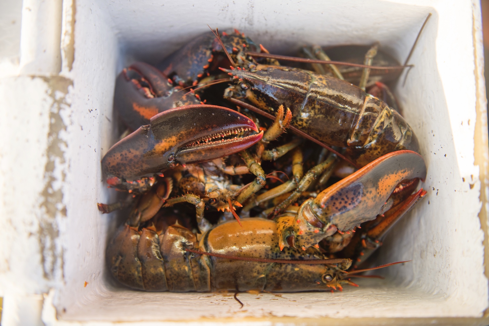 lobsters in a box, decorative