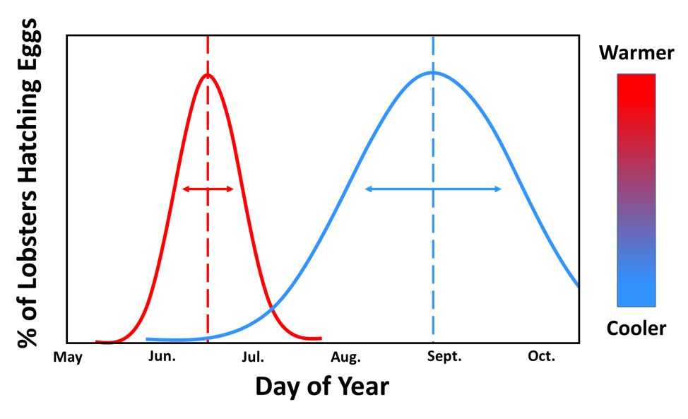 un grafico a curva che indica il periodo dell'anno per la schiusa delle uova di aragosta.