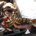 hands holding an egg-bearing female lobster