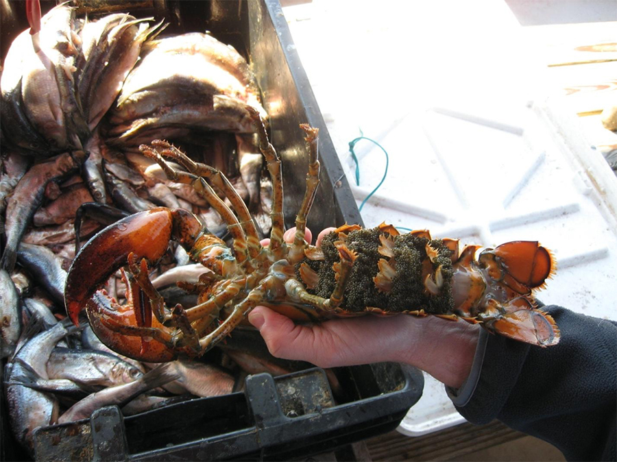 hands holding an egg-bearing female lobster
