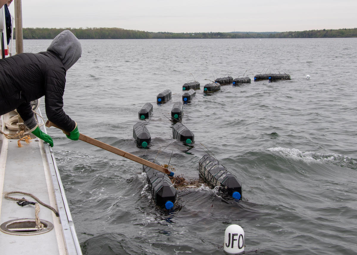 a person tending aquaculture equipment on the water