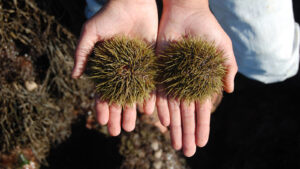 two urchins held in outstretched hands