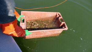 gloved hands holding a rectangular container of urchins over the water.