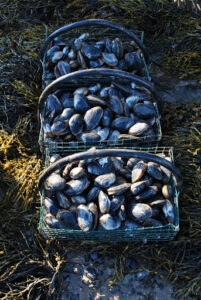 three baskets of clams