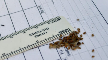 seed clams next to a ruler