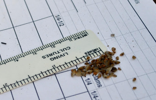 seed clams next to a ruler