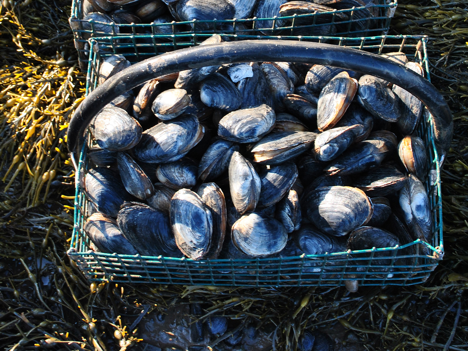 a basket full of shellfish, surrounded by seaweed.