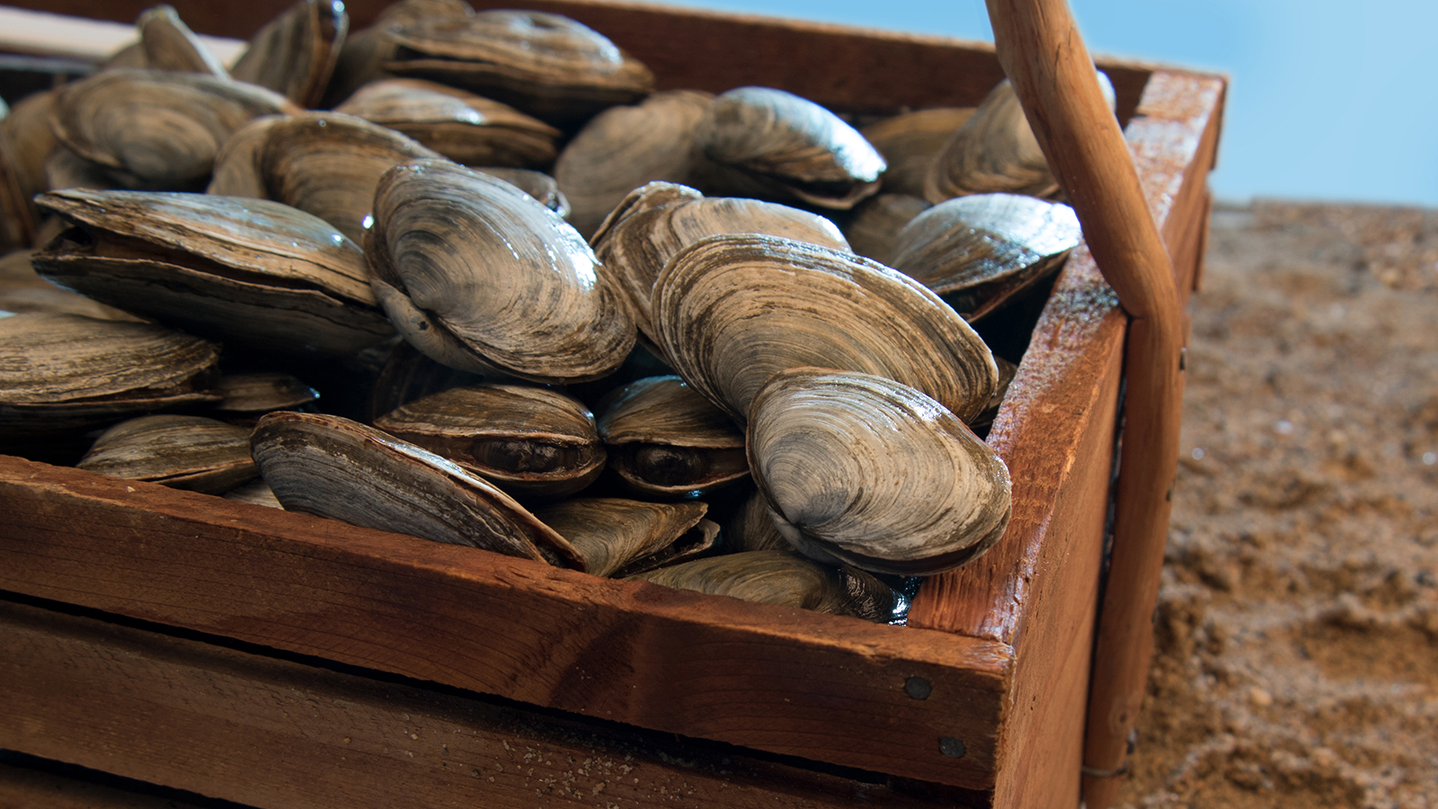 a basket of clams