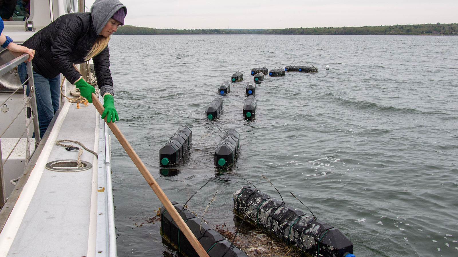 Woman on a boat moving black floating barrels with a wooden stick.