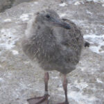 Baby gull on guano stained rock ledge.