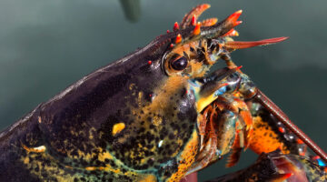 Close up of lobster head