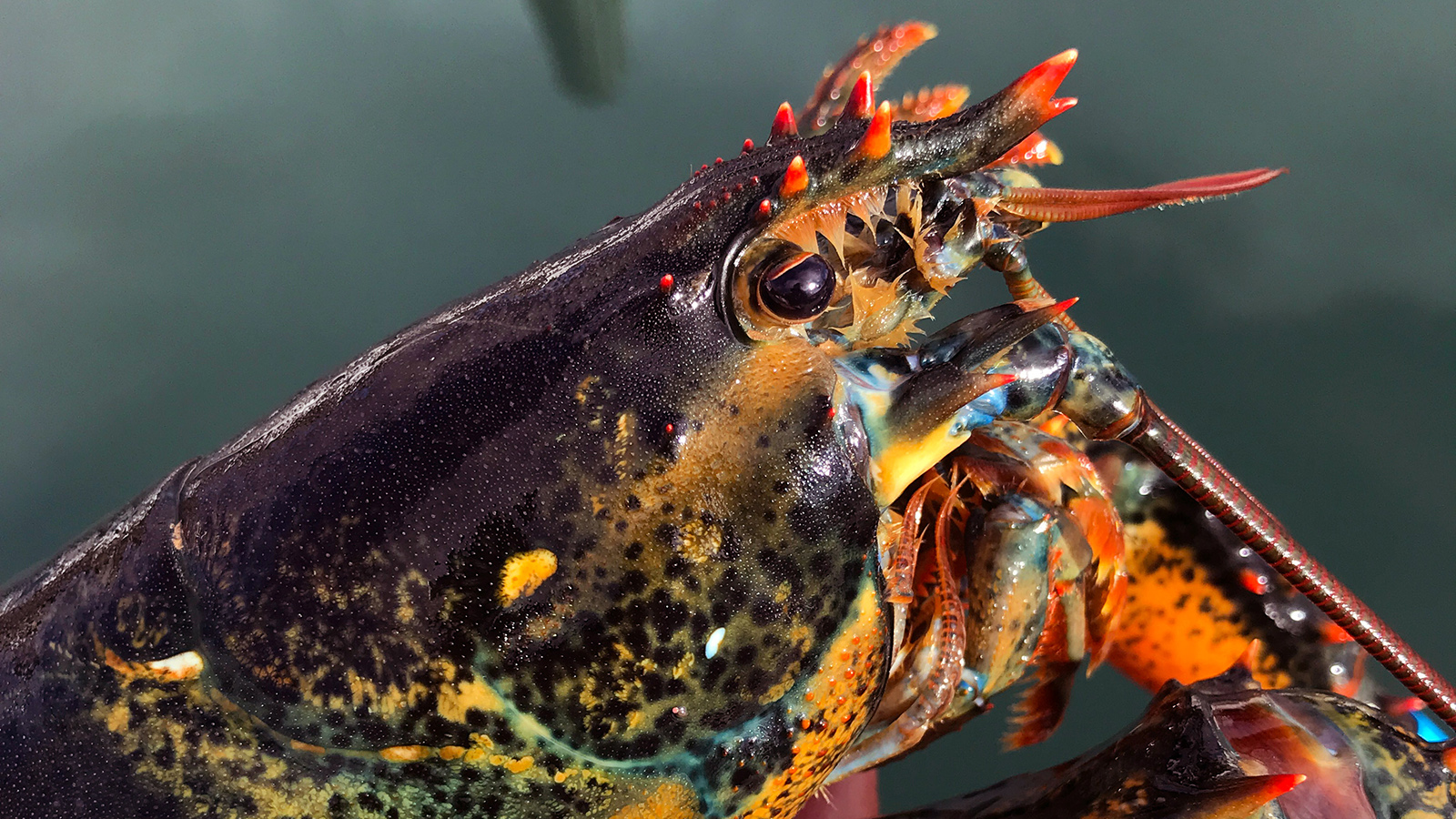 Close up of lobster head