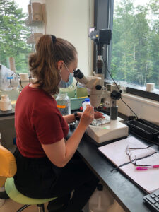 Woman in a red shirt and a mask on sits at a lab bench and looks into a microscope. To the side, a pen and a pair of glasses sit on top of a notebook.