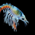 A lobster larvae on a black background.