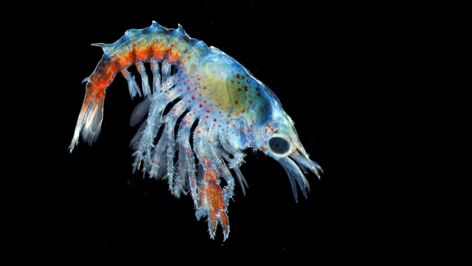 What baby lobsters eat and why it matters Maine Sea Grant