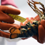 measuring an egg-laden female lobster