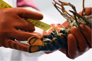measuring an egg-laden female lobster