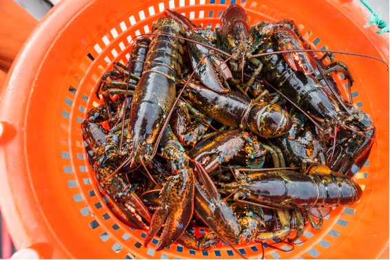 a half dozen lobsters in an orange bucket