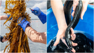 side by side images of kelp hanging and about to be cut, and an eel held in human hands above a blue pail of more eels