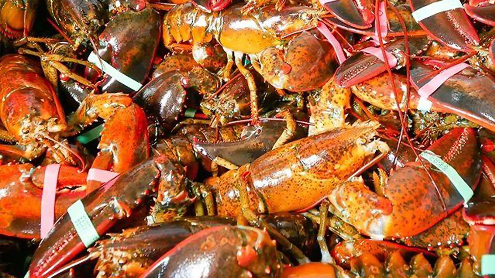 many lobsters with banded claws