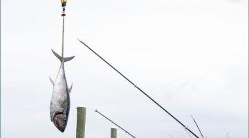 A single bluefin tuna hangs suspended, large fishing poles can also be seen