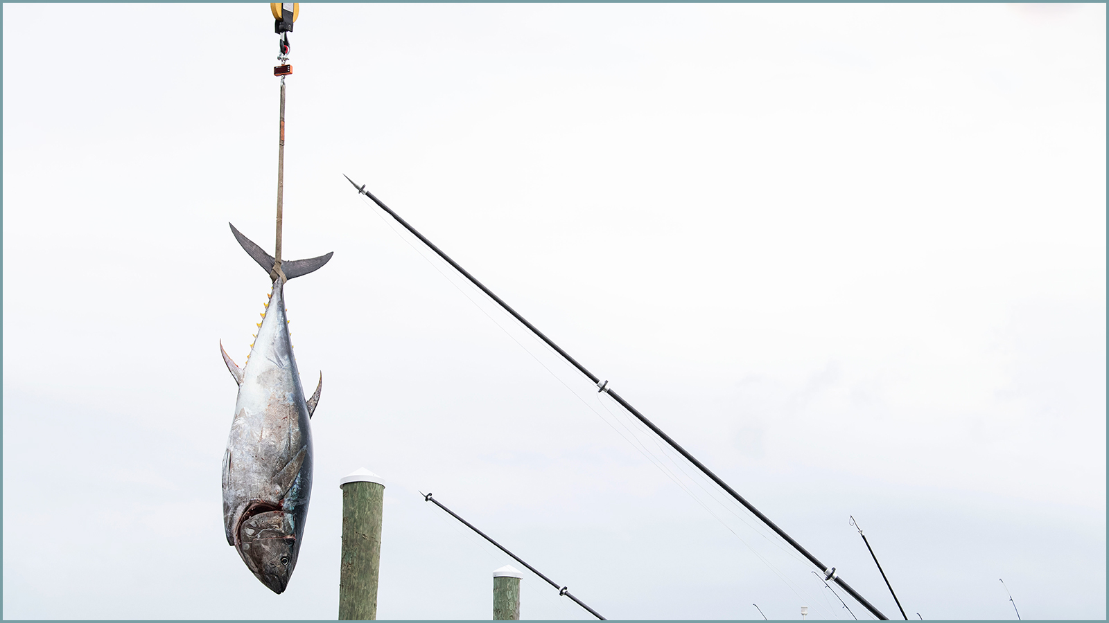 A single bluefin tuna hangs suspended, large fishing poles can also be seen