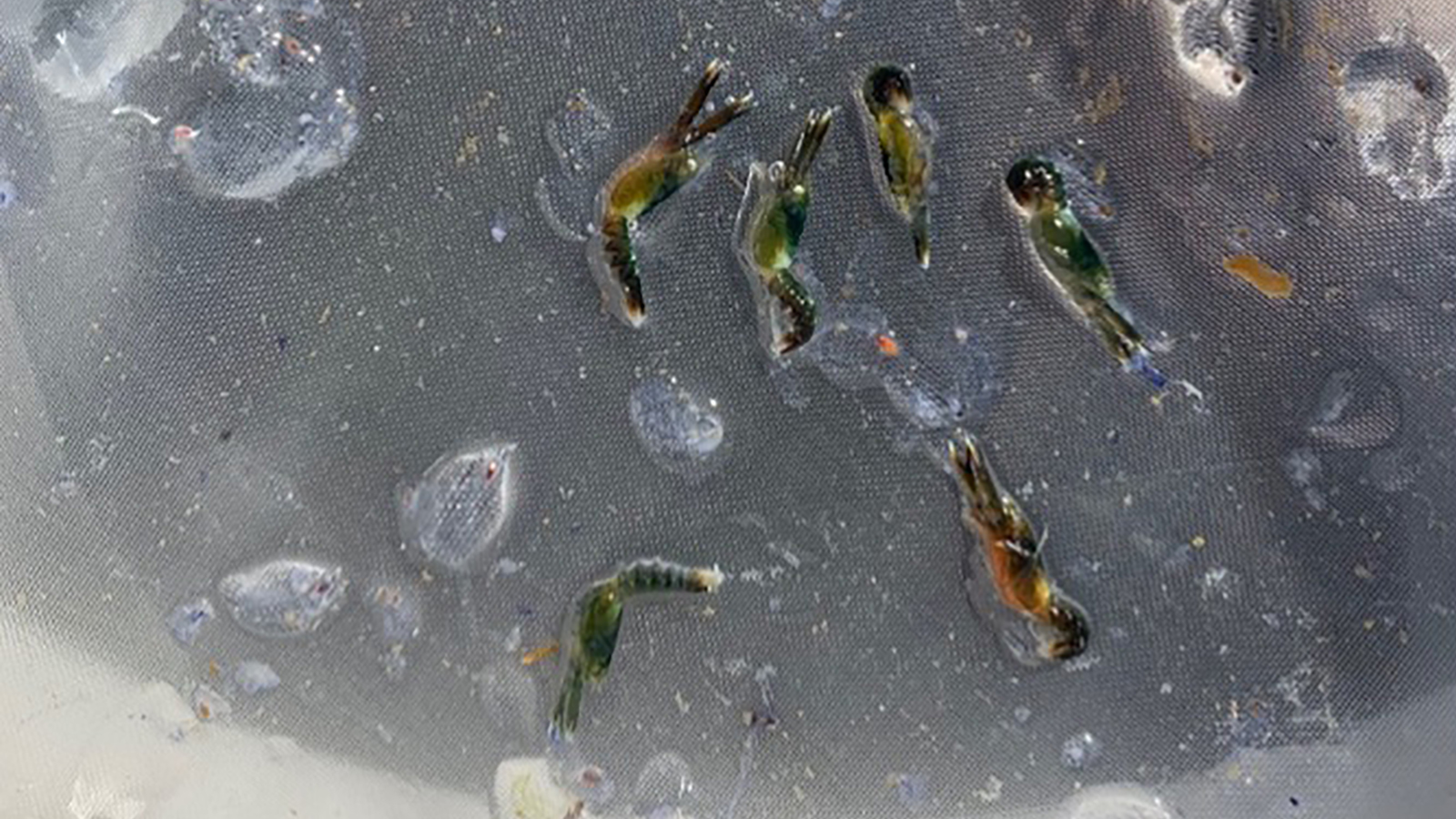 small post larval lobsters on a screen