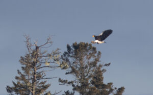 a large eagle coming to light in the top of an evergreen