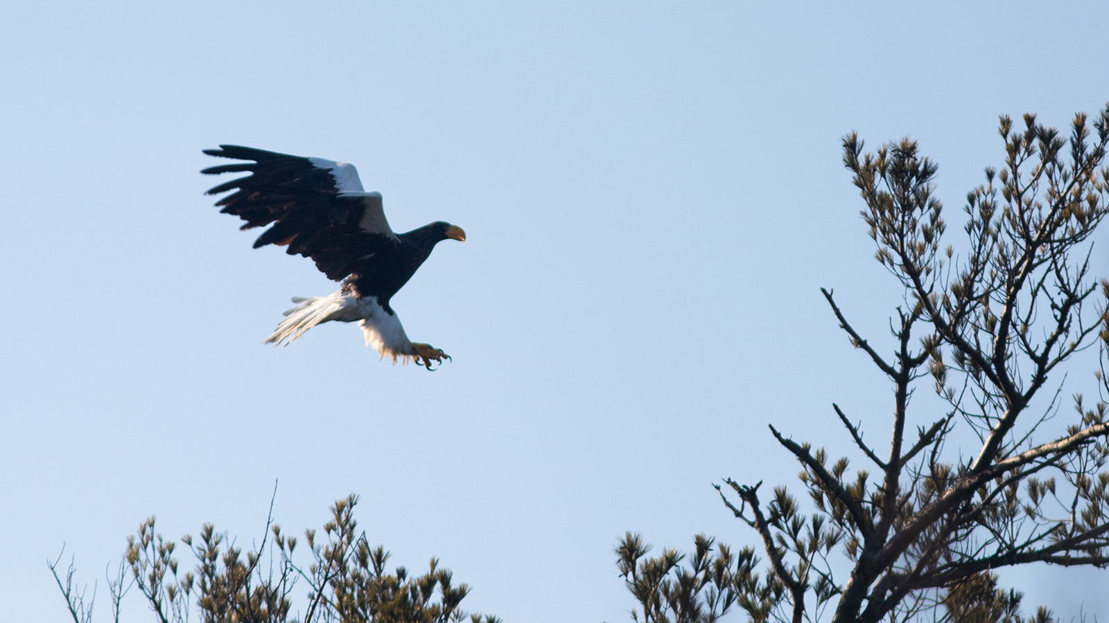 an eagle from the side, flying over trees