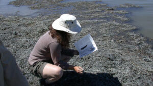 A person kneeling with a notebook among seaweed