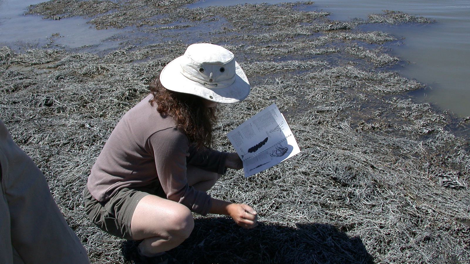 featured image for Coastal Conversations Radio Program: A Celebration of Maine Seaweed