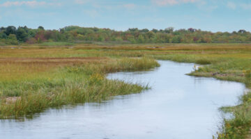 Salt marsh with tree line in the background. A stream cuts through grassy area.