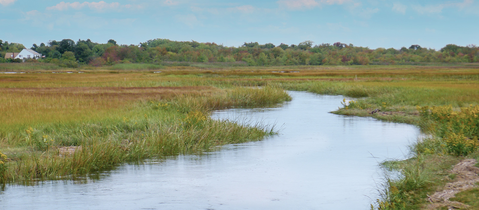 Salt marsh with tree line in the background. A stream cuts through grassy area.