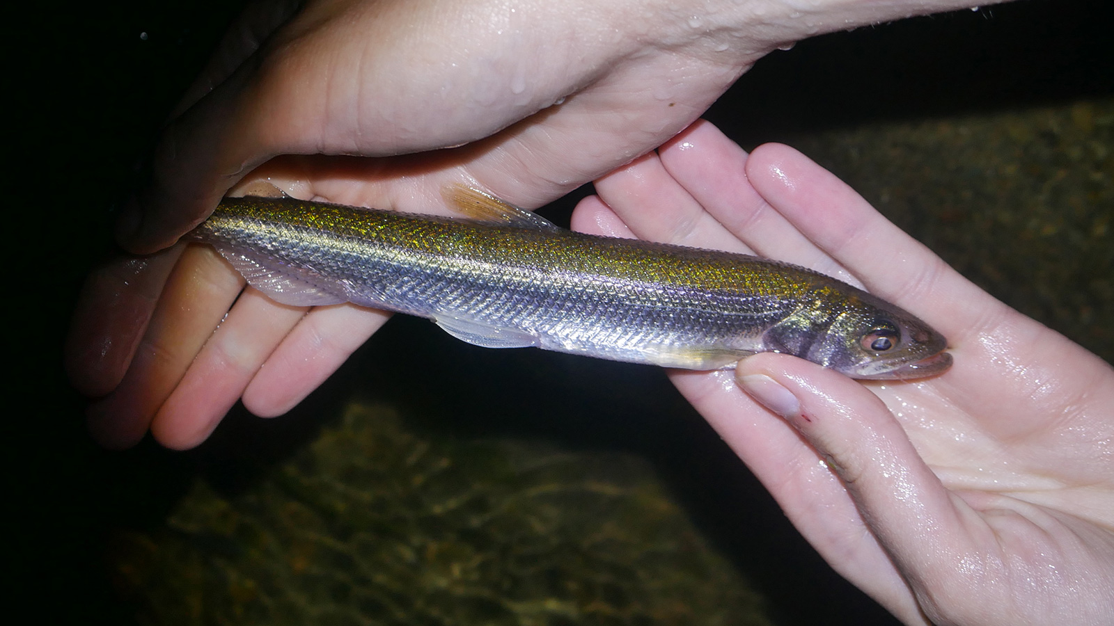 a small rainbow smelt held by hands, illuminated by flashlight