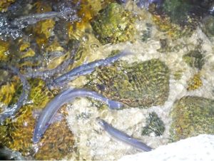 Rainbow smelt spawning in a Downeast river after a restoration project
