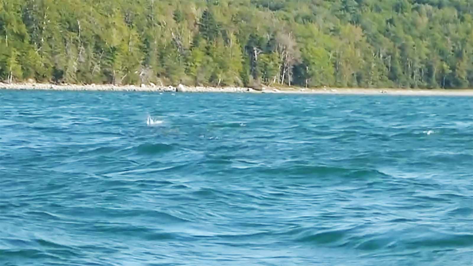 view from the water of a splash indicating a pogey