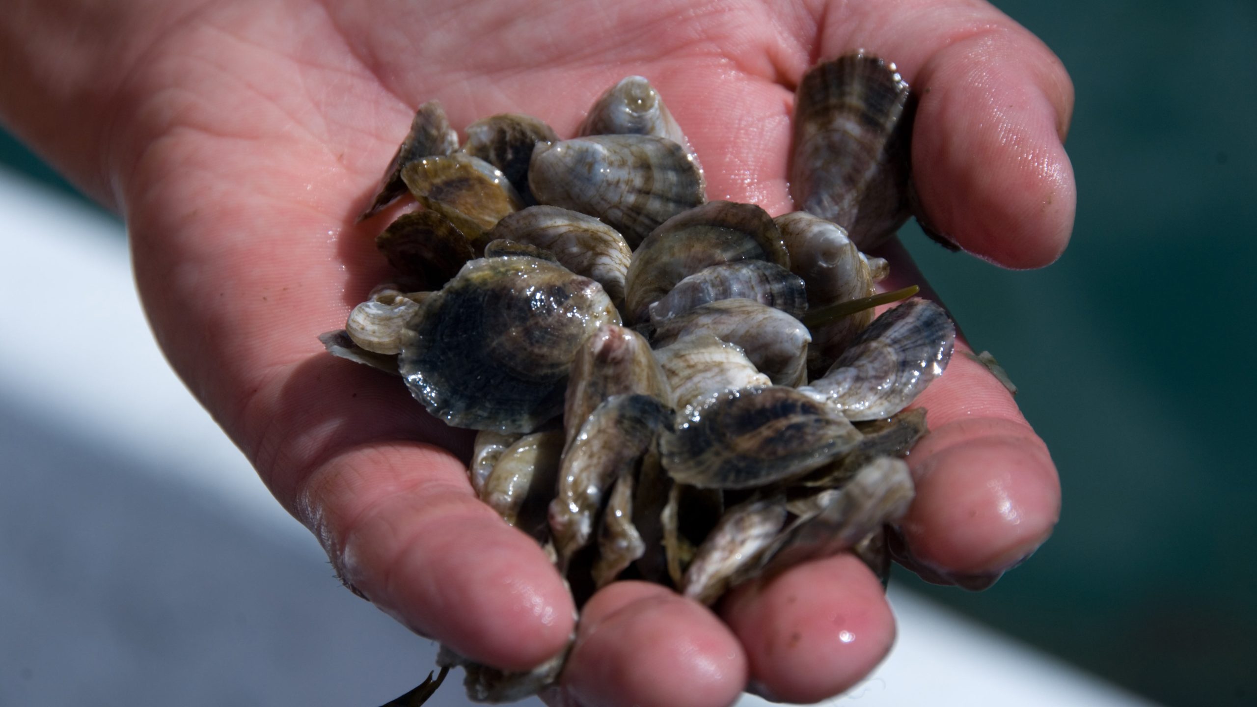 hand holding small oysters