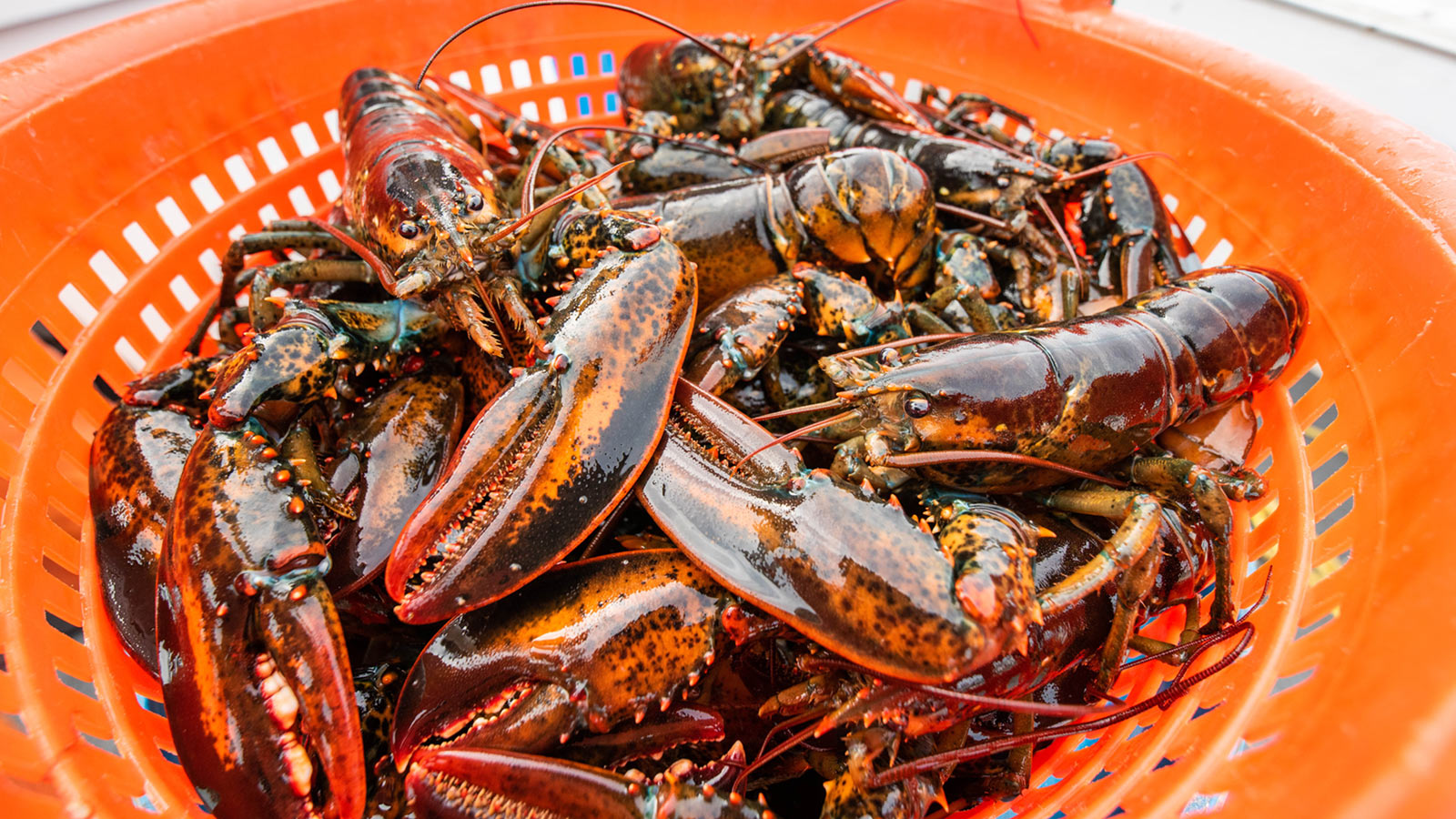 Lobsters in an orange bucket