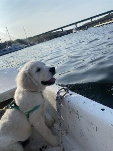a puppy looking over the side of a small boat with other vessels in the background