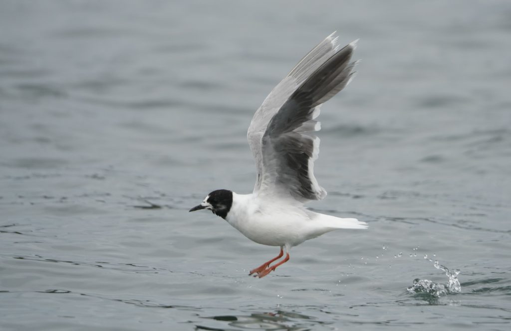A Little gull in flight over the water