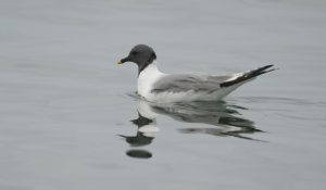 Single Sabine's gull floating on the water
